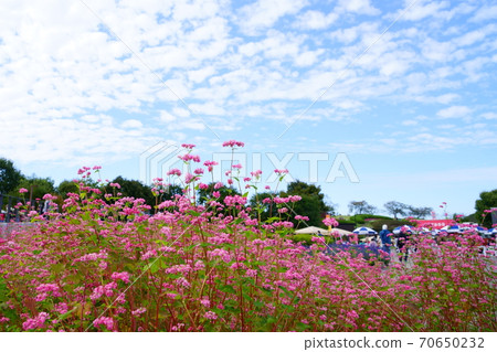 Soba (red flower) and autumn sky 8 Soba (red flower) and autumn sky 8 70650232