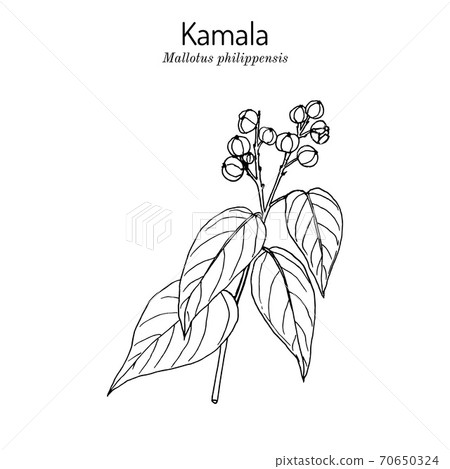 Kamala tree Mallotus philippensis , medicinal plant 70650324