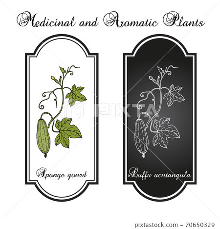 Loofah Luffa acutangula , or sponge gourd, medicinal plant 70650329