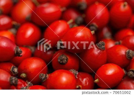 Freshly picked pile of rose hips, rosa canina, in autumn in detail. 70651002