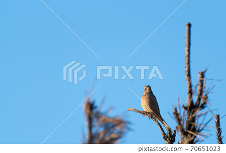 Bunting, a small bird that perches on a tree 70651023