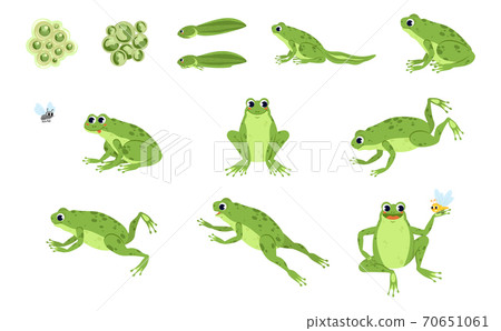 Set of cartoon frog  70651061
