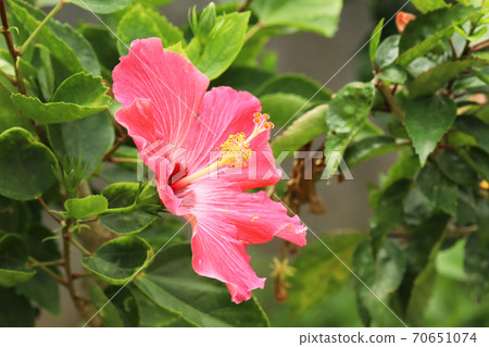 芙蓉花 芙蓉花 70651074