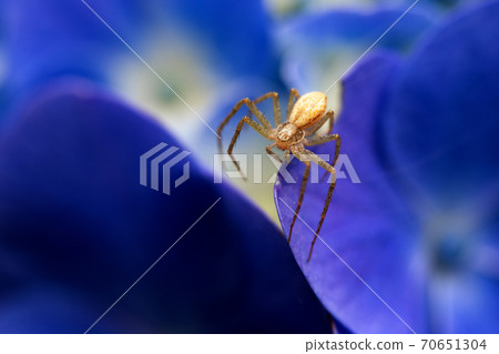 繡球蜘蛛蜘蛛 70651304