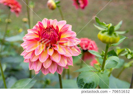 Beautifully blooming dahlia flowers antique romance Beautifully blooming dahlia flowers antique romance 70651632