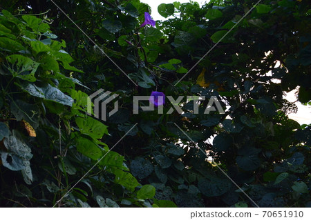 Purple flowers like morning glory blooming in the field Purple flowers like morning glory blooming in the field 70651910