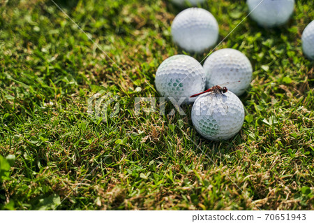 Small insect with transparent wings resting on a white ball Small insect with transparent wings resting on a white ball 70651943
