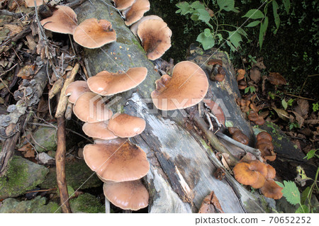 Poisonous mushroom Omphalotus japonicus 70652252