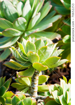 flower, plant, leaves 70652253