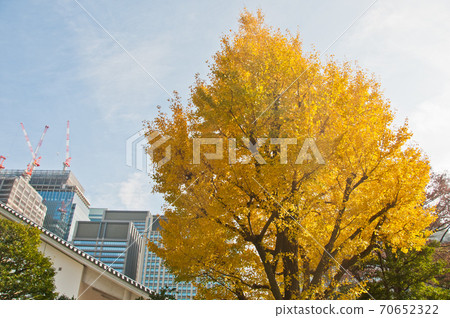Golden leaves foliage gingko Maidenhair trees in front of high-rise corporate office buildings in late Autumn in Tokyo Japan Golden leaves foliage gingko Maidenhair trees in front of high-rise corporate office buildings in late Autumn in Tokyo Japan 70652322