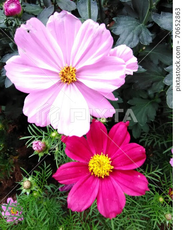 Pink cosmos close-up 70652863