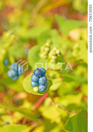 Plant: Asiatic tearthumb, Polygonaceae 70653095
