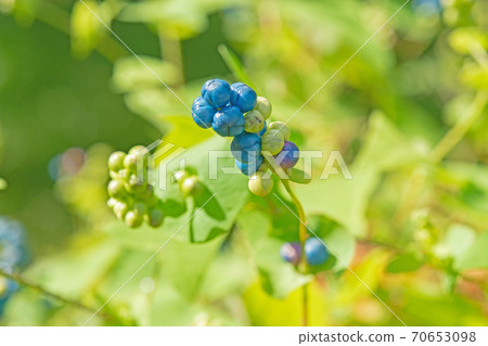 Plant: Asiatic tearthumb, Polygonaceae 70653098