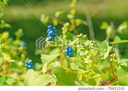 Plant: Asiatic tearthumb, Polygonaceae Plant: Asiatic tearthumb, Polygonaceae 70653101