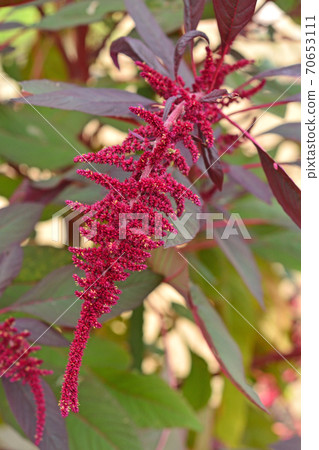 植物:杉森守州廣Hi家族 植物:杉森守州廣Hi家族 70653111