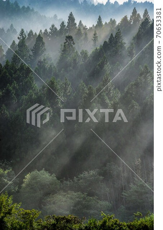 杉山雨後有霧 杉山雨後有霧 70653381