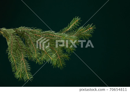 green fir branch isolated on dark background green fir branch isolated on dark background 70654811