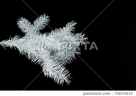 white fir branch isolated on black background white fir branch isolated on black background 70654814