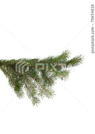 green fir branch isolated on white, christmas green fir branch isolated on white, christmas 70654816