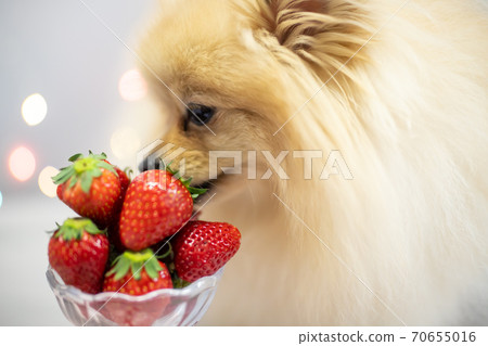 草莓和狗 70655016