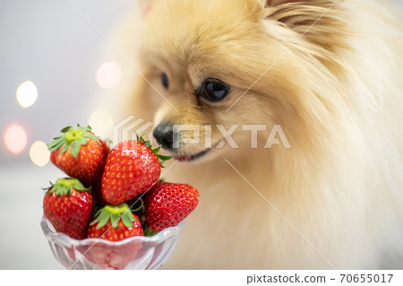 草莓和狗 草莓和狗 70655017