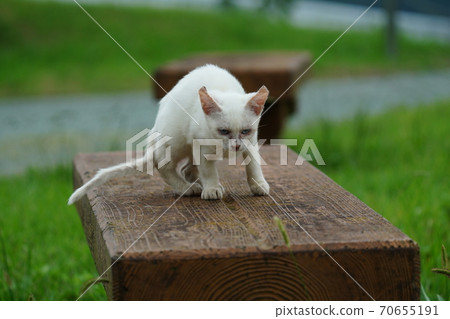 A young stray cat of a completely red stranger, a kitten of an abandoned cat who lives vigorously under the watchful eye of a brown brother 70655191