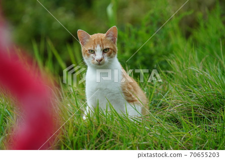 A young stray cat of a completely red stranger, a kitten of an abandoned cat who lives vigorously under the watchful eye of a brown brother A young stray cat of a completely red stranger, a kitten of an abandoned cat who lives vigorously under the watchful eye of a brown brother 70655203