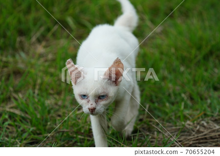 A young stray cat of a completely red stranger, a kitten of an abandoned cat who lives vigorously under the watchful eye of a brown brother A young stray cat of a completely red stranger, a kitten of an abandoned cat who lives vigorously under the watchful eye of a brown brother 70655204