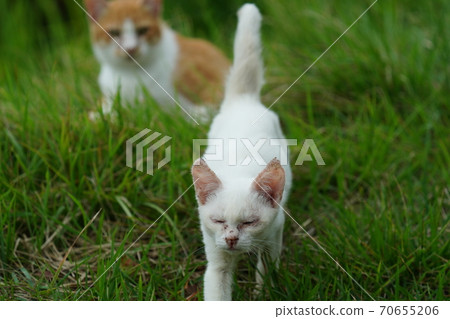 A young stray cat of a completely red stranger, a kitten of an abandoned cat who lives vigorously under the watchful eye of a brown brother A young stray cat of a completely red stranger, a kitten of an abandoned cat who lives vigorously under the watchful eye of a brown brother 70655206