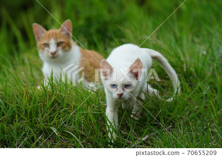 A young stray cat of a completely red stranger, a kitten of an abandoned cat who lives vigorously under the watchful eye of a brown brother A young stray cat of a completely red stranger, a kitten of an abandoned cat who lives vigorously under the watchful eye of a brown brother 70655209