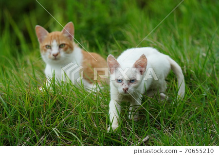A young stray cat of a completely red stranger, a kitten of an abandoned cat who lives vigorously under the watchful eye of a brown brother A young stray cat of a completely red stranger, a kitten of an abandoned cat who lives vigorously under the watchful eye of a brown brother 70655210
