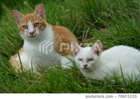 A young stray cat of a completely red stranger, a kitten of an abandoned cat who lives vigorously under the watchful eye of a brown brother A young stray cat of a completely red stranger, a kitten of an abandoned cat who lives vigorously under the watchful eye of a brown brother 70655220