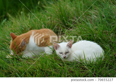 A young stray cat of a completely red stranger, a kitten of an abandoned cat who lives vigorously under the watchful eye of a brown brother 70655227