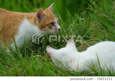 A young stray cat of a completely red stranger, a kitten of an abandoned cat who lives vigorously under the watchful eye of a brown brother A young stray cat of a completely red stranger, a kitten of an abandoned cat who lives vigorously under the watchful eye of a brown brother 70655231