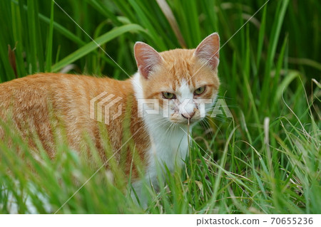 A young stray cat of a completely red stranger, a kitten of an abandoned cat who lives vigorously under the watchful eye of a brown brother 70655236