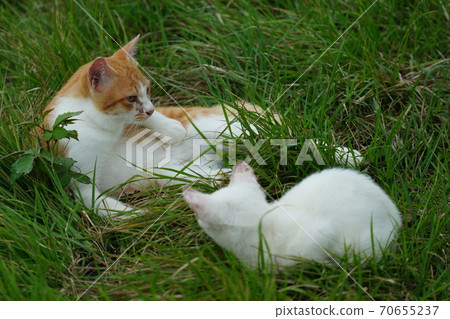 A young stray cat of a completely red stranger, a kitten of an abandoned cat who lives vigorously under the watchful eye of a brown brother 70655237