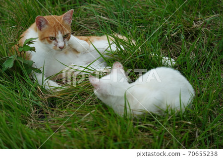 A young stray cat of a completely red stranger, a kitten of an abandoned cat who lives vigorously under the watchful eye of a brown brother 70655238