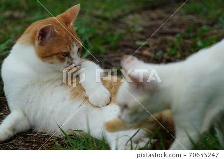 一隻完全是紅色的陌生人的年輕流浪貓，是一隻被遺棄的貓的小貓，在褐色兄弟的注視下生活得很好 70655247