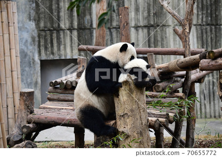 親子熊貓 70655772