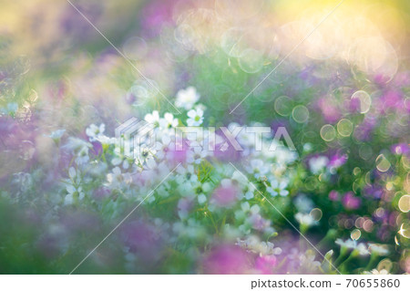 Cute flower Cute flower 70655860