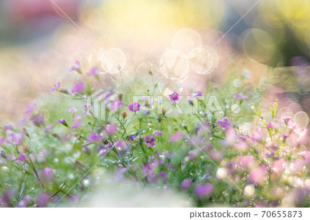 Glittering flowers Glittering flowers 70655873