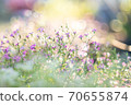 Glittering flowers 70655874