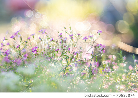 Glittering flowers Glittering flowers 70655874