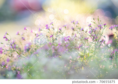 閃閃發光的花 閃閃發光的花 70655875