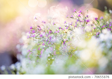 Glittering flowers Glittering flowers 70655876