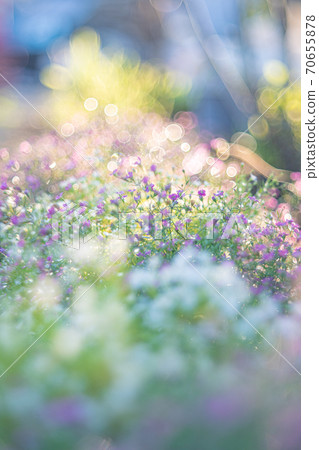 Glittering flowers Glittering flowers 70655878