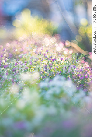 Glittering flowers Glittering flowers 70655880