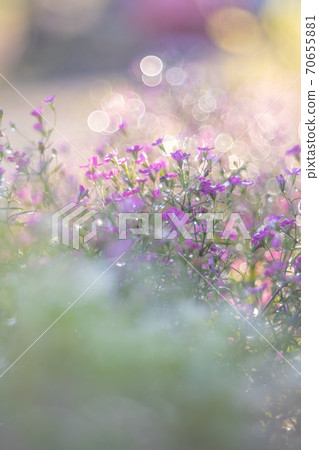 閃閃發光的花 閃閃發光的花 70655881