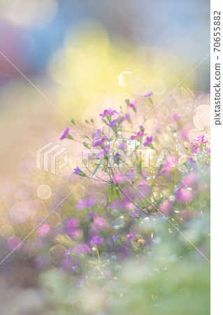 Glittering flowers Glittering flowers 70655882