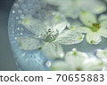 Glittering flowers 70655883